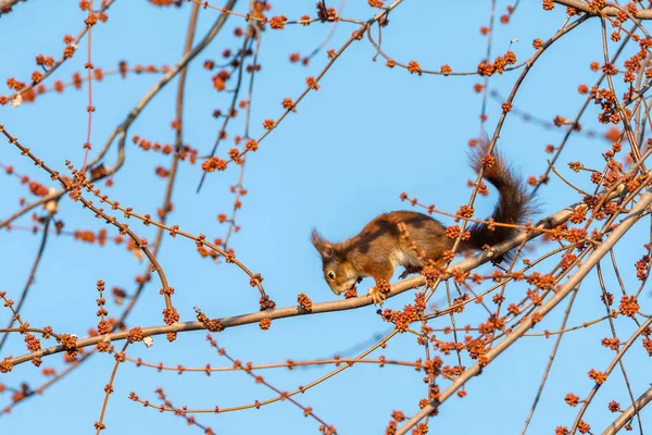 Una Ardilla Marrón Comiendo Árbol Invierno Cielo Azul — Foto de Stock