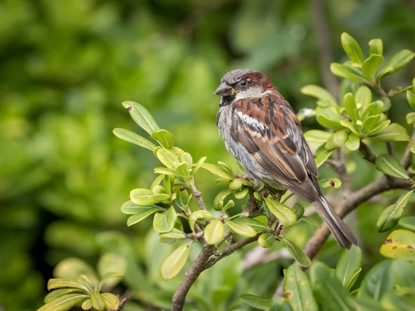 Passero Domestico Maschio Passer Domesticus Seduto Cespuglio Verde — Foto Stock