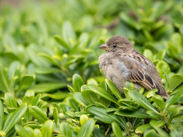 Moineau Domestique Femelle Passer Domesticus Assis Dans Buisson Vert — Photo