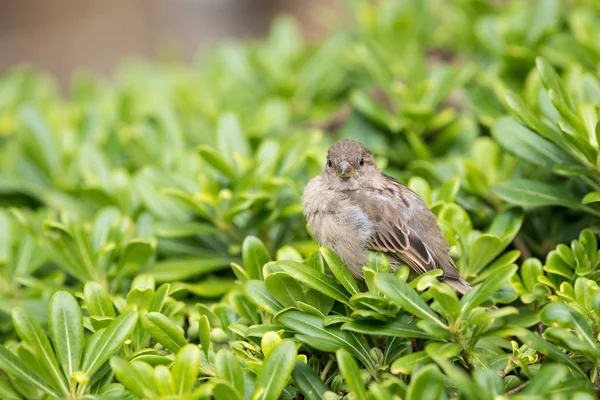 Een Vrouwelijke Huismus Passer Domesticus Zitten Een Groene Struik — Stockfoto