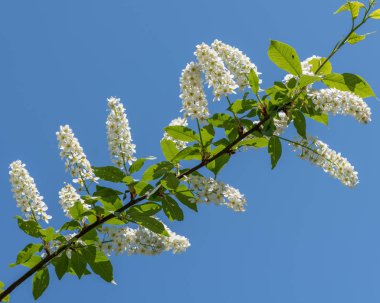 (Prunus padus) mavi gökyüzü önünde bir kuş kiraz çiçekleri