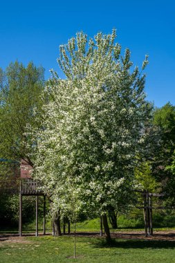 Bahar güneşli bir günde bir bahçede bir kuş kiraz ağacı (Prunus padus)