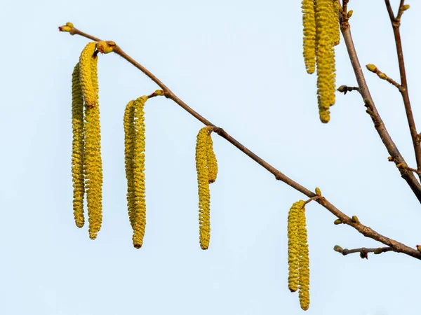 Geç Kış Aylarında Çiçek Açan Bir Fındık Çalı Corylus Avellana — Stok fotoğraf