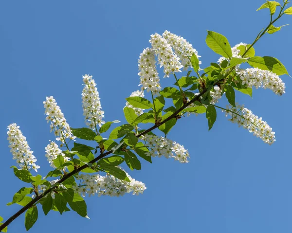 Fleurs Cerisier Prunus Padus Devant Ciel Bleu — Photo