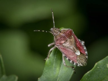 Bir yetişkin yaban eriği böcek (Dolycoris baccarum, Pentatomidae) closeup yeşil yaprak üzerinde oturan
