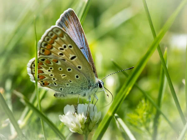 Często Motyl Niebieski Bellargus Icarus Modraszkowatych Odpoczynku Łące — Zdjęcie stockowe