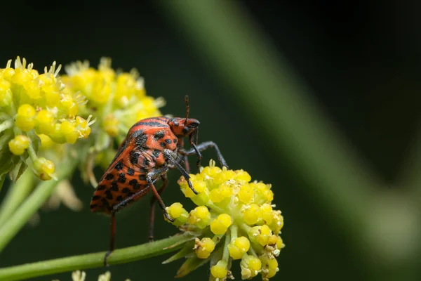 Insecto Rayado Graphosoma Lineatum Pentatomidae Sentado Sobre Una Flor Amarilla — Foto de Stock