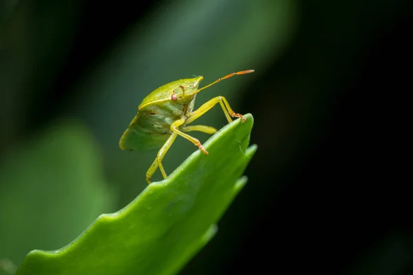 Closeup of an adult green shield bug (Palomena, Pentatomidae) sitting on a green leaf