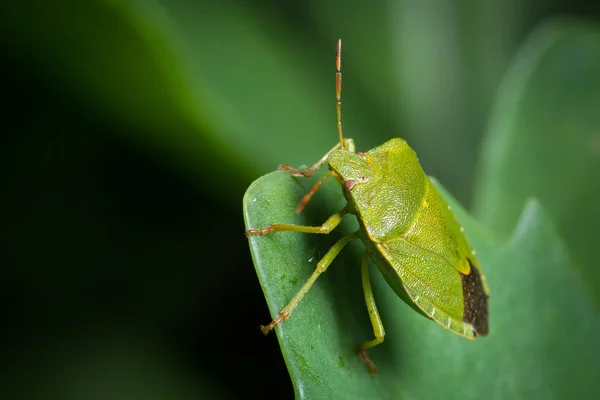 Closeup Inseto Adulto Escudo Verde Palomena Pentatomidae Sentado Uma Folha — Fotografia de Stock