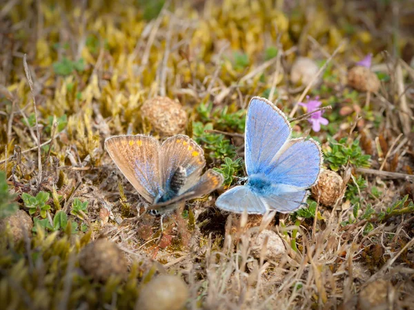 Zbliżenie Dwóch Motyli Lycaenid Modraszkowatych Lepidoptera Krycia Ziemi — Zdjęcie stockowe