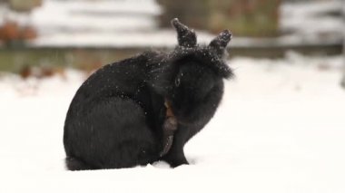 Kar bir sevimli küçük cüce tavşan (gıda arıyor, temizlik)