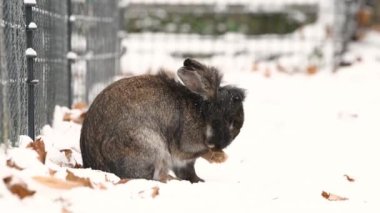 Kar bir sevimli küçük cüce tavşan (gıda arıyor, temizlik)