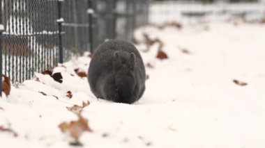 Kar bir sevimli küçük cüce tavşan (gıda arıyor, temizlik)