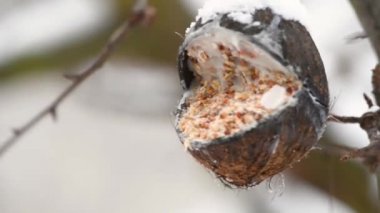 Büyük bir baştankara (Parus Major) ve mavi baştankara (Cyanistes caeruleus) bir Hindistan cevizi yapılmış bir beslenme yeri ziyaret