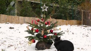 Kışın bahçede dışarıda bir Noel ağacında asılı elma yiyen iki tavşan
