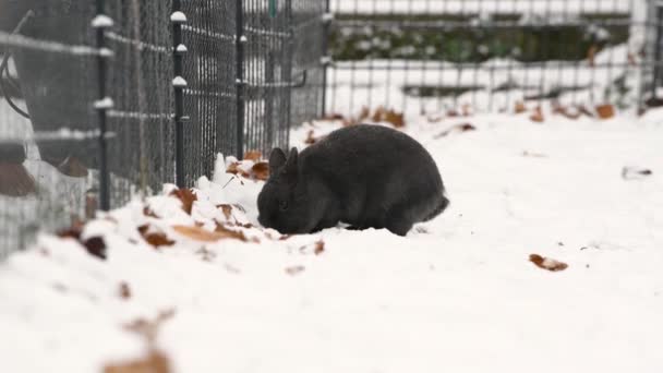Милий Маленький Карликовий Кролик Снігу Пошук Їжі Прибирання — стокове відео