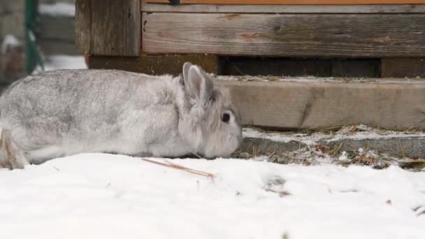 雪の中でかわいい小さな小人のウサギ 食べ物を探して クリーニング — ストック動画