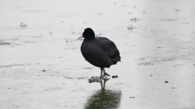 Donmuş bir gölün Waserpark Viyana Avusturya üzerinde yürüyen bir ortak Sakarmeke (Fulica atra)