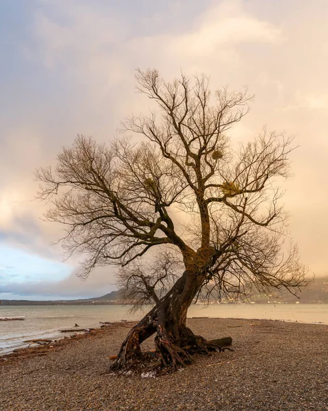 Pohon willow tua yang terisolasi di tepi danau Constance — Stok Foto