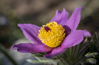 Bir vahşi pasque çiçek bahar içinde closeup
