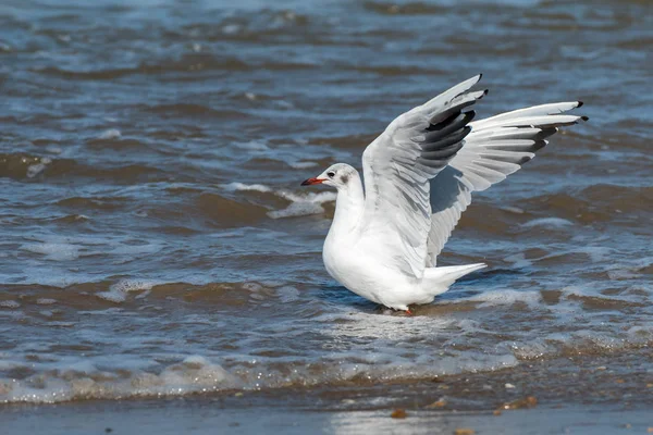 Czarny-headed Gull spacery po wodzie na plaży — Zdjęcie stockowe