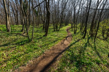 Erken baharda yaprak döken orman yolu