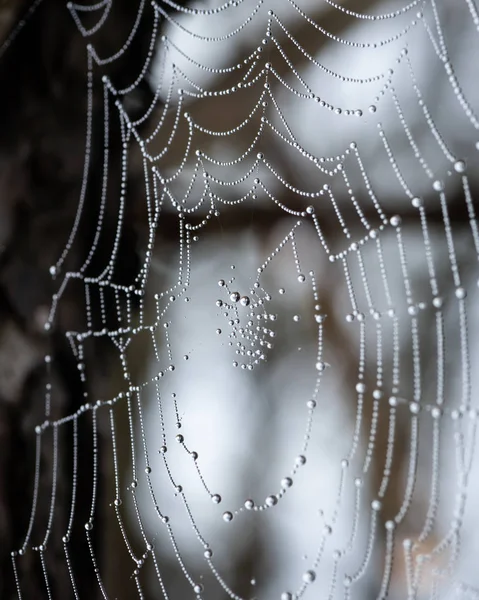 Una tela de araña con gotas de agua en la mañana —  Fotos de Stock