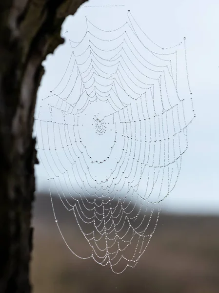 Une toile d'araignée avec des gouttes d'eau le matin — Photo