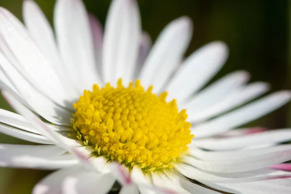 Closeup of a daisy in the garden — Stock Photo, Image