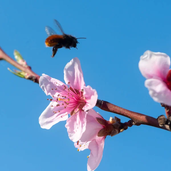 Peach blossoms against blue sky with flying bee