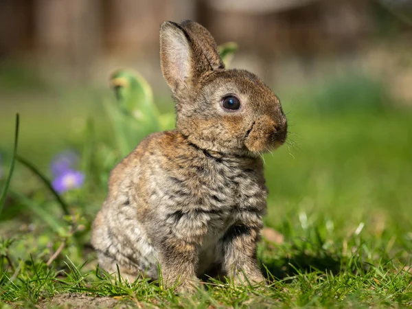 Ein sehr junges Kaninchen sitzt im Gras — Stockfoto