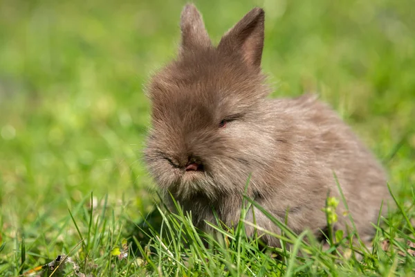 Un conejo muy joven sentado en la hierba —  Fotos de Stock