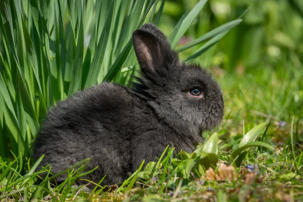 Um coelho muito jovem sentado na grama — Fotografia de Stock