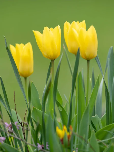 Un grupo de tulipanes amarillos en primavera —  Fotos de Stock