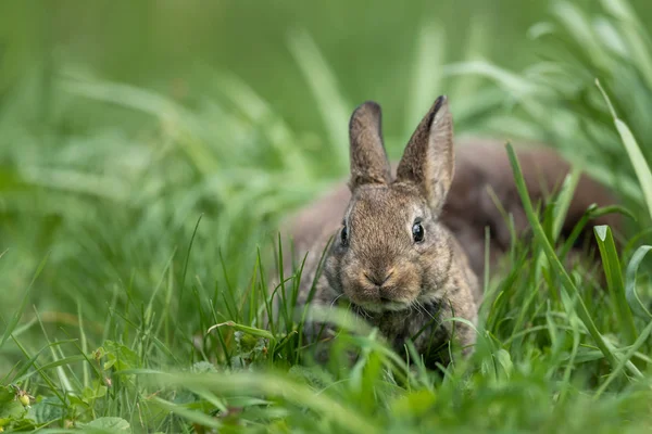 Un giovanissimo coniglio seduto sull'erba — Foto Stock