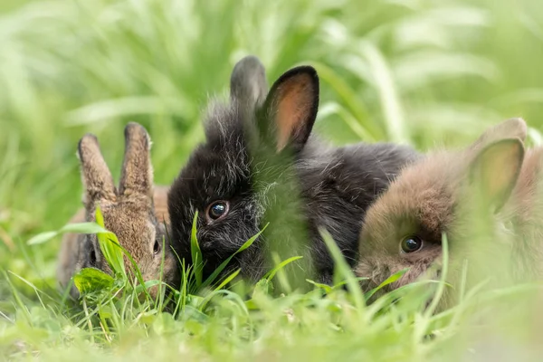 Jovens coelhos sentados na grama na primavera — Fotografia de Stock