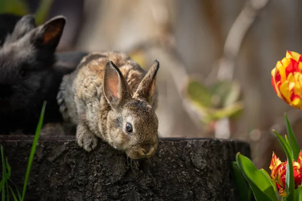 Ein junger Hase sitzt auf einem Baumstumpf und erkundet seine Umgebung — Stockfoto