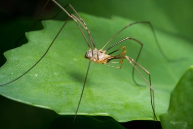 Yeşil yaprakta oturan bir hasatçı