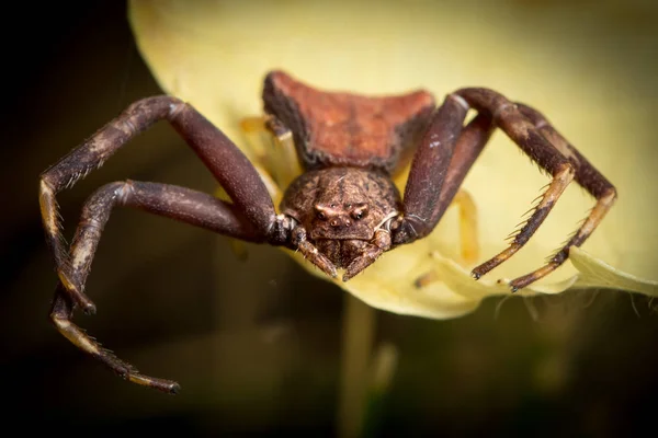 Una araña de cangrejo sentada sobre una flor amarilla — Foto de Stock