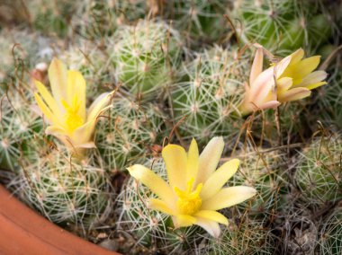 Bir tencereye bir sarı kaktüs çiçek dikti