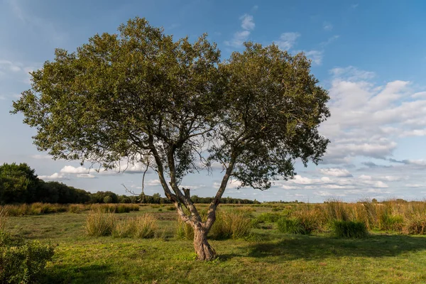 Einsamer Baum im Briere-Sumpfgebiet bei Breka — Stockfoto