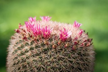 Bir saksıya dikilen pembe bir kaktüs çiçeği