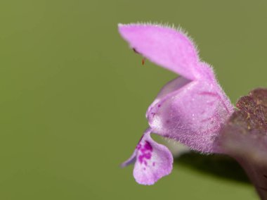 Mor bir ölü ısırgan çiçeği, yeşil arka plan yakın çekim