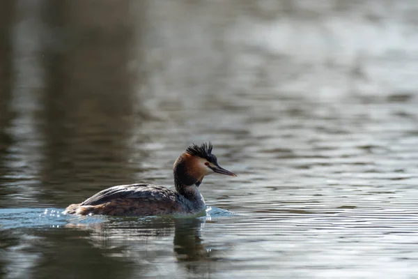 Un adulto con grandes crestas nadando en un lago —  Fotos de Stock