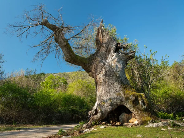 La vecchia quercia di Sveti Petar in una giornata di sole in primavera — Foto Stock