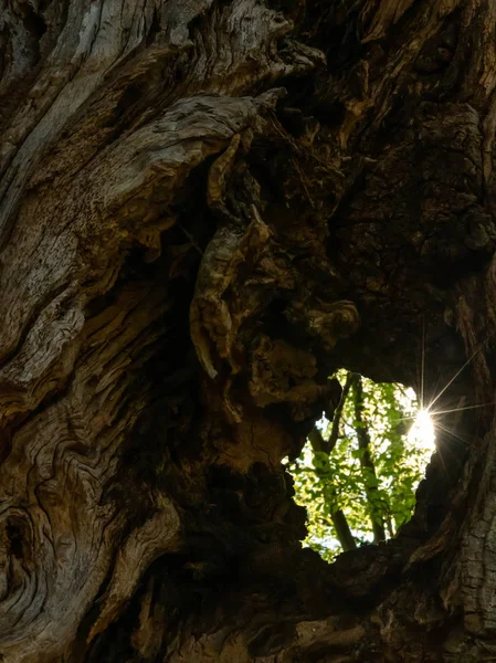 아주 오래된 오크 나무의 구멍을 통해 빛나는 태양 — 스톡 사진