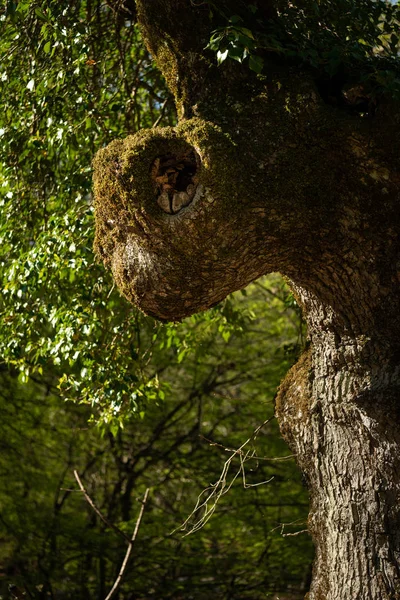 Parte del tronco di una vecchia quercia che assomiglia alla testa di un insetto — Foto Stock