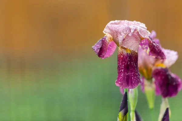 Цвітіння барвистої іриси навесні — стокове фото
