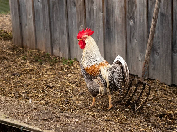 花园里一只美丽的五颜六色的公鸡，草叉 — 图库照片
