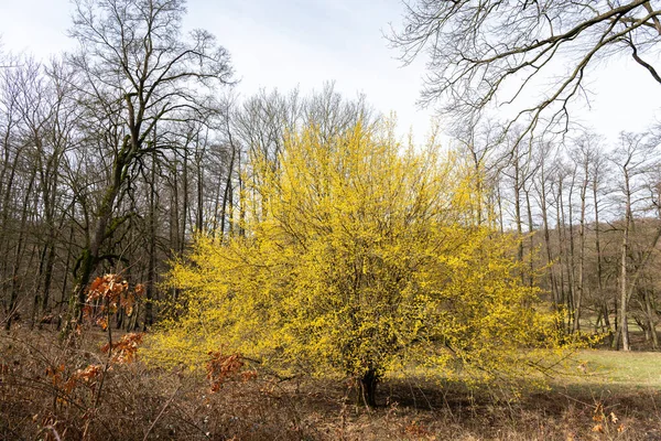 A flowering cornelian cherry dogwood in springtime — Stock Photo, Image